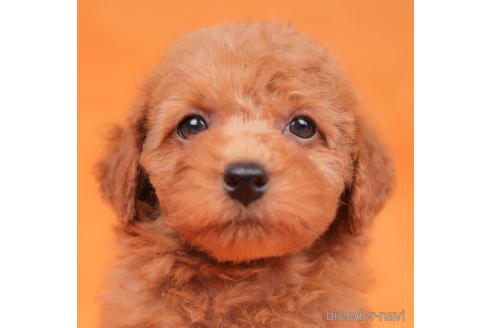 成約済の東京都のトイプードル-202113の2枚目