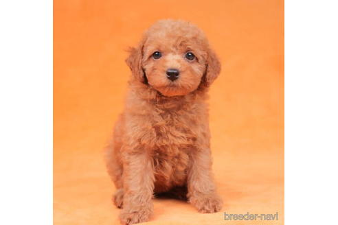 成約済の東京都のトイプードル-202113