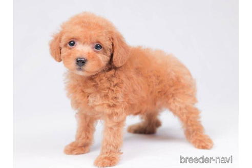 成約済の東京都のトイプードル-202130の3枚目