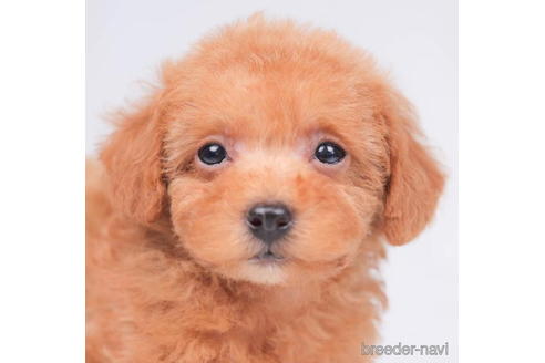 成約済の東京都のトイプードル-202130の2枚目