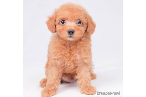 成約済の東京都のトイプードル-202130