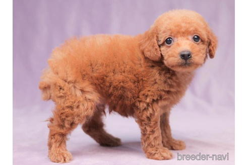 成約済の東京都のトイプードル-202139の4枚目