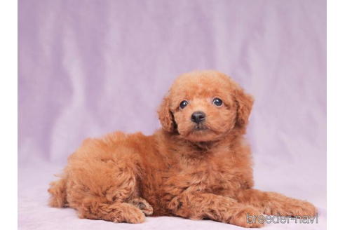 成約済の東京都のトイプードル-202139の3枚目