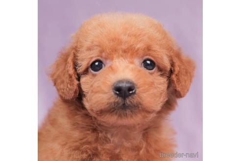 成約済の東京都のトイプードル-202139の2枚目