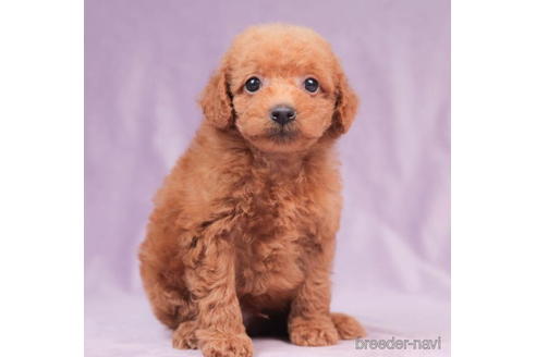 成約済の東京都のトイプードル-202139の1枚目