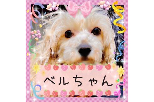 成約済の秋田県のミックス犬-202140の1枚目