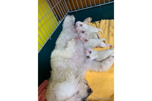 成約済の岐阜県のミックス犬-202173の6枚目