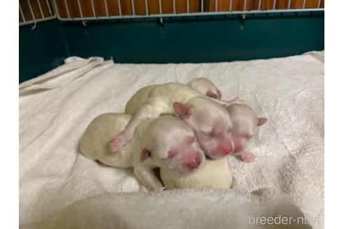 成約済の岐阜県のミックス犬-202173の8枚目