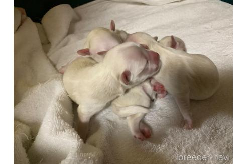 成約済の岐阜県のミックス犬-202173の9枚目