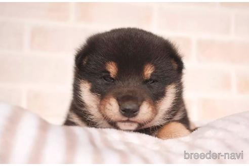 成約済の福岡県の柴犬-202215の2枚目