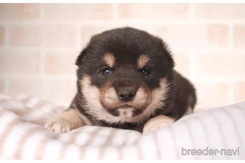 成約済の福岡県の柴犬-202217