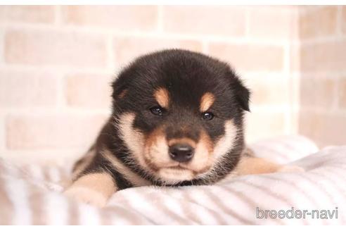 成約済の福岡県の柴犬-202219の1枚目