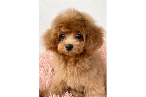 成約済の岡山県のティーカッププードル-192022の4枚目