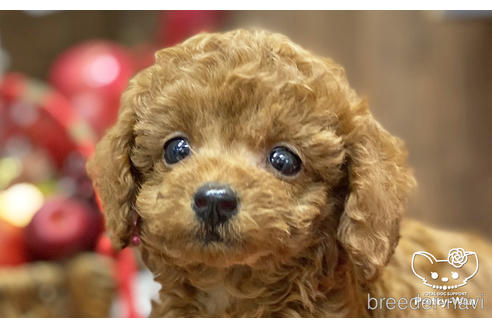 成約済の愛知県のタイニープードル-202310