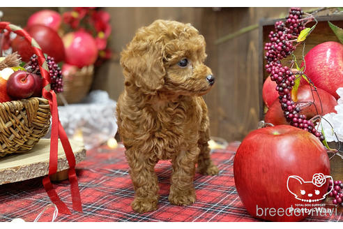 成約済の愛知県のタイニープードル-202310の2枚目