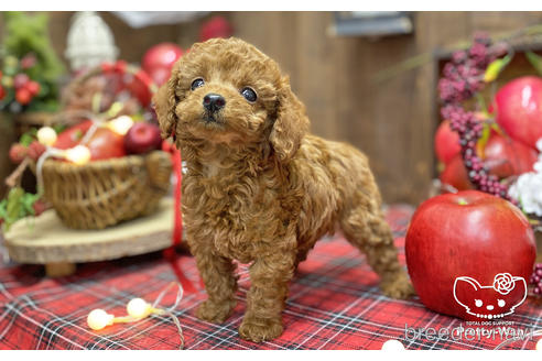 成約済の愛知県のタイニープードル-202310の3枚目