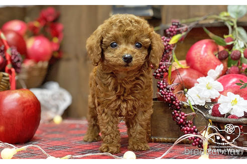 成約済の愛知県のタイニープードル-202310の4枚目