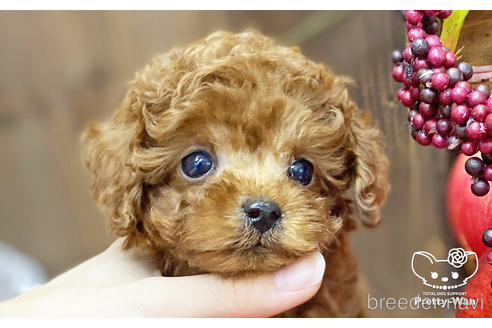 成約済の愛知県のタイニープードル-202311の1枚目