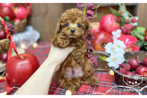 成約済の愛知県のタイニープードル-202311の6枚目