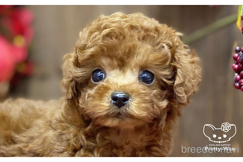 成約済の愛知県のタイニープードル-202311の4枚目