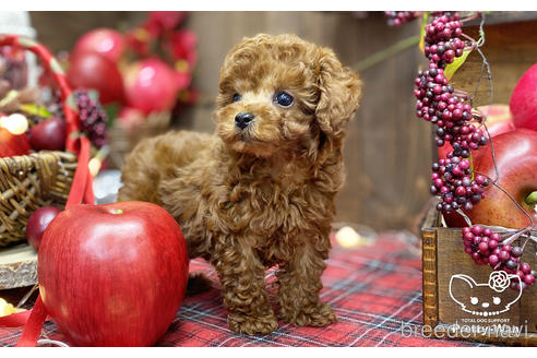 成約済の愛知県のタイニープードル-202311の5枚目