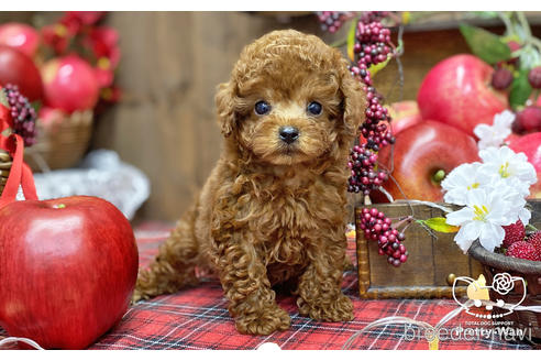 成約済の愛知県のタイニープードル-202311の3枚目