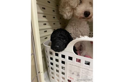 成約済の千葉県のトイプードル-199118の3枚目
