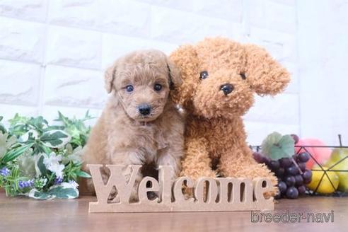 成約済の滋賀県のトイプードル-202392の1枚目