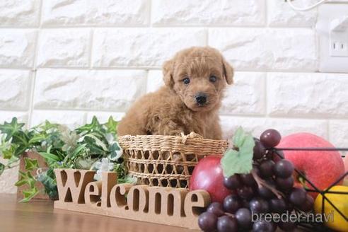 成約済の滋賀県のトイプードル-202392の4枚目