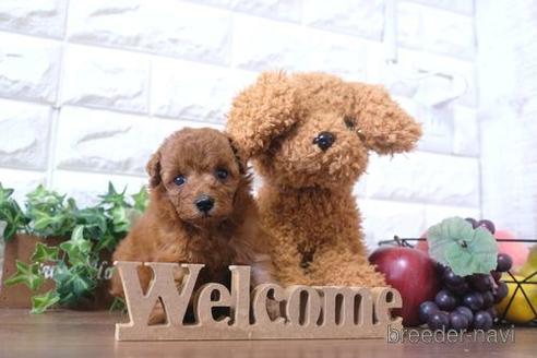 成約済の滋賀県のトイプードル-202394