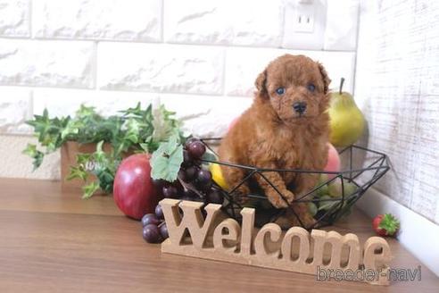 成約済の滋賀県のトイプードル-202394の4枚目