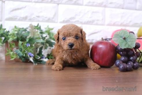 成約済の滋賀県のトイプードル-202396