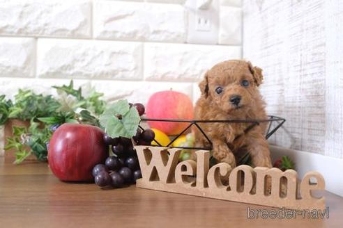 成約済の滋賀県のトイプードル-202396の4枚目