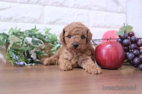 成約済の滋賀県のトイプードル-202417の1枚目