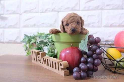 成約済の滋賀県のトイプードル-202417の4枚目