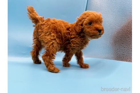 成約済の東京都のトイプードル-202419の9枚目