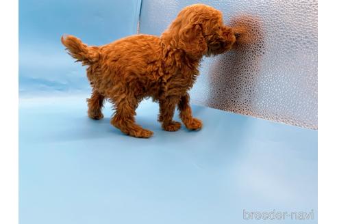 成約済の東京都のトイプードル-202419の2枚目