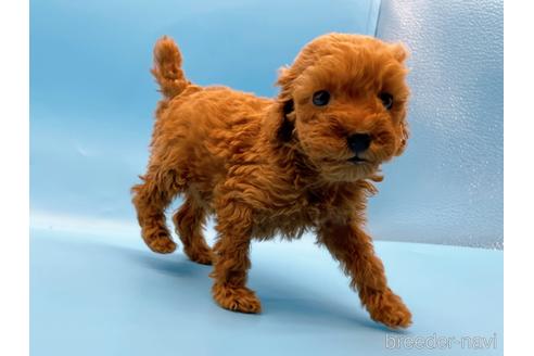 成約済の東京都のトイプードル-202419の3枚目