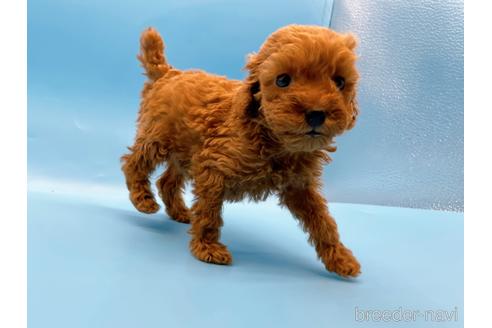 成約済の東京都のトイプードル-202419の4枚目