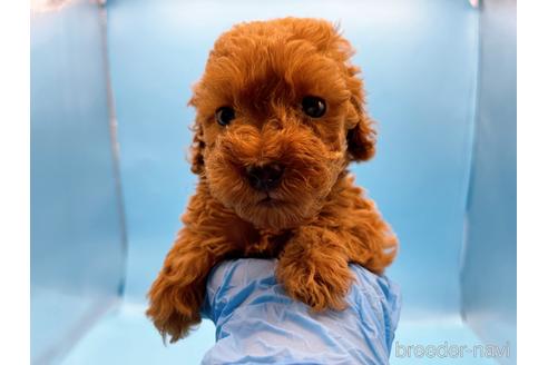 成約済の東京都のトイプードル-202419の5枚目