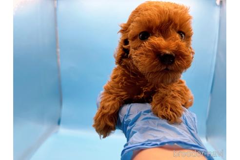 成約済の東京都のトイプードル-202419の7枚目