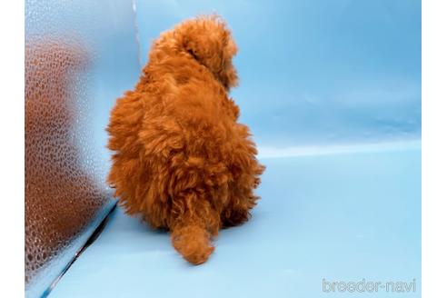 成約済の東京都のトイプードル-202419の8枚目