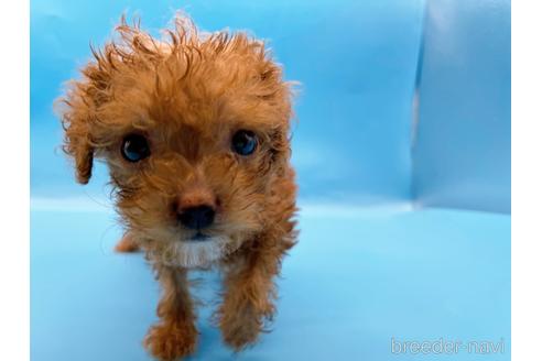 成約済の東京都のトイプードル-202421の15枚目