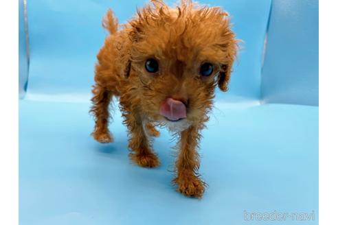 成約済の東京都のトイプードル-202421の16枚目