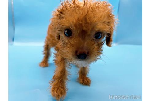 成約済の東京都のトイプードル-202421の11枚目