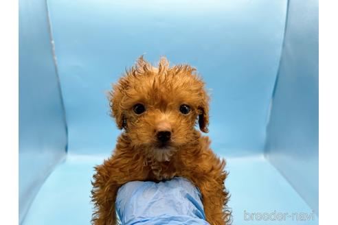 成約済の東京都のトイプードル-202421の12枚目