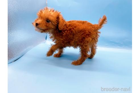 成約済の東京都のトイプードル-202421の13枚目