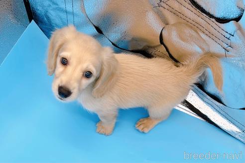 成約済の東京都のミニチュアダックスフンド(ロングヘアード)-202424の5枚目