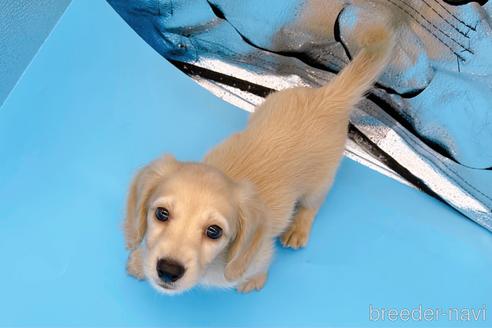 成約済の東京都のミニチュアダックスフンド(ロングヘアード)-202424の2枚目