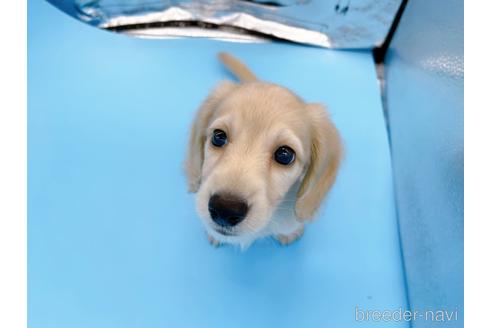 成約済の東京都のミニチュアダックスフンド(ロングヘアード)-202424の3枚目